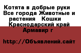 Котята в добрые руки - Все города Животные и растения » Кошки   . Краснодарский край,Армавир г.